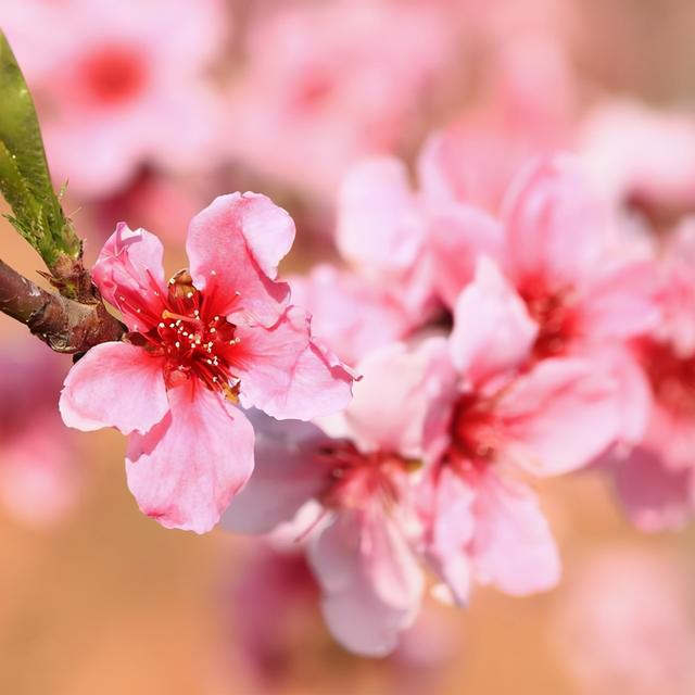 桃花劫八字测算_算八字桃花劫是怎么回事_八字看桃花劫从何而来